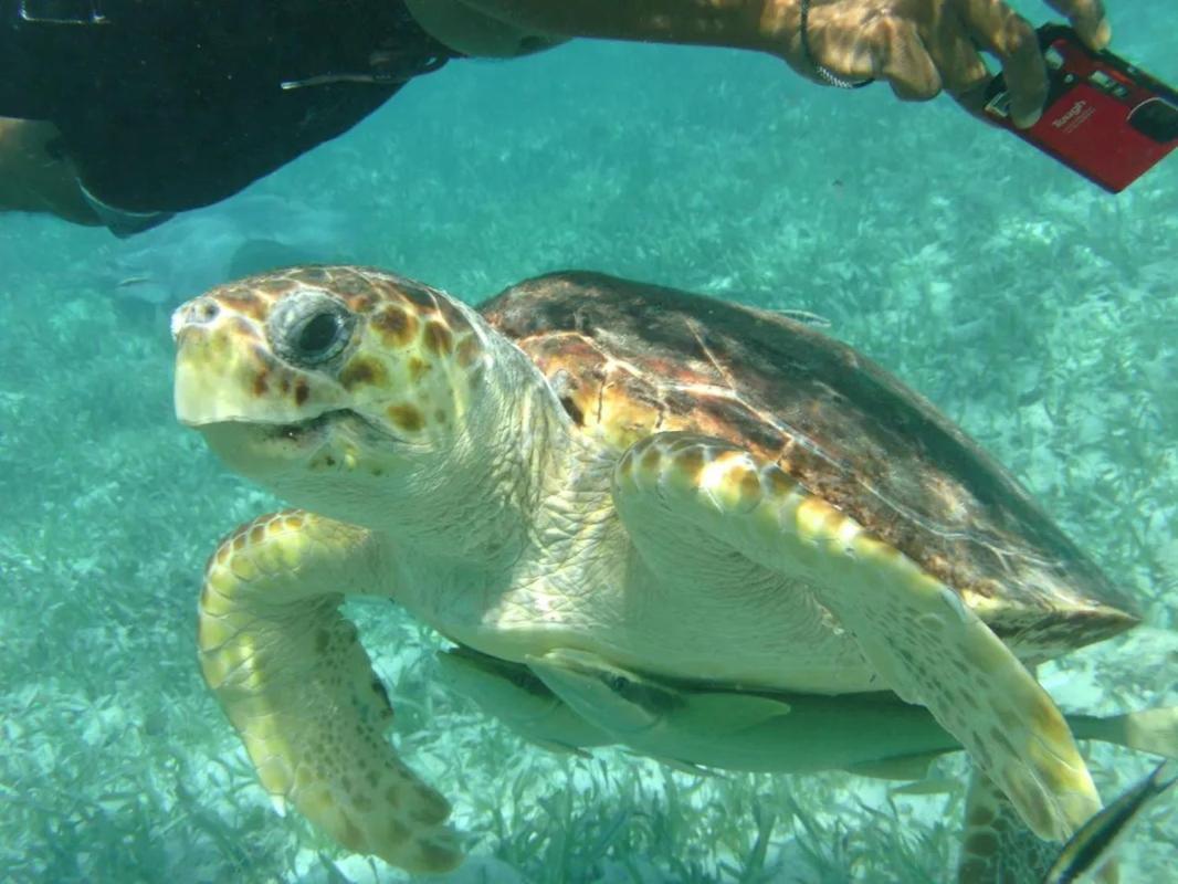 Tropical Paradise Express Caye Caulker Ngoại thất bức ảnh