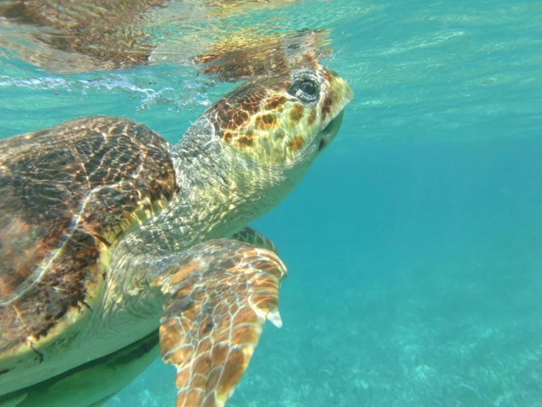 Tropical Paradise Express Caye Caulker Ngoại thất bức ảnh